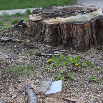 Dessouchage arbre et haie 22